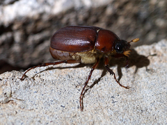 Phyllophaga crinita