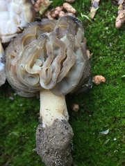Morchella populiphila