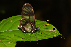 Callithomia lenea