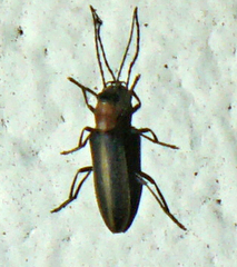 Oxycopis mimetica