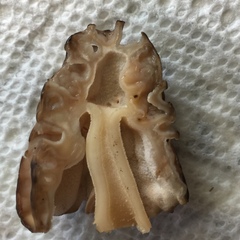 Morchella populiphila