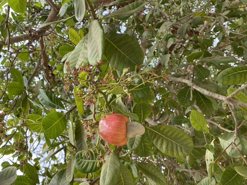 Anacardium occidentale image