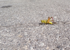 Melanoplus bivittatus