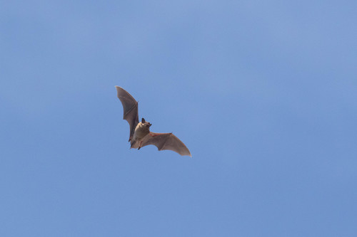 Big Brown Bat photographed in New Hampshire