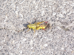 Melanoplus bivittatus