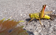 Melanoplus bivittatus