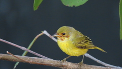 Setophaga petechia xanthotera