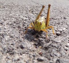 Melanoplus bivittatus