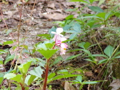 Begonia cucullata image