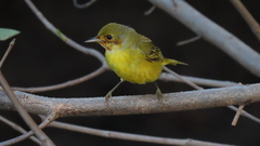 Setophaga petechia xanthotera