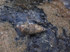 Rhinoclavis sinensis