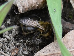 Andrena scotica