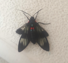 Phoeniostacta haematabasis