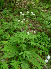 Cardamine leucantha