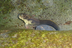 Ophioblennius atlanticus