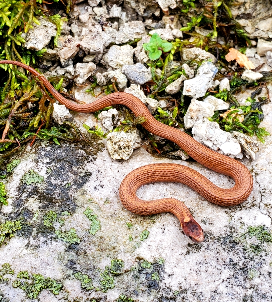Red-bellied Snake in March 2021 by Andrew George. PSU Herpetology ...