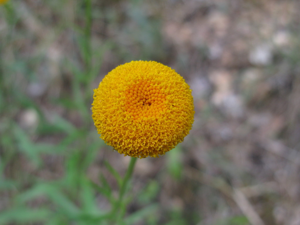 Leucanthemum virgatum