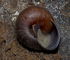 Sphaerospira blomfieldi