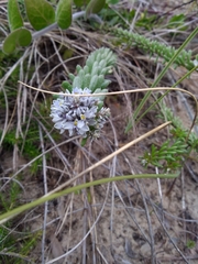 Polygala cyparissias