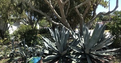 Agave americana expansa