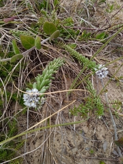 Polygala cyparissias