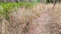 Cyperus vaginatus