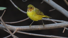 Setophaga petechia xanthotera