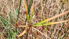 Cyperus vaginatus