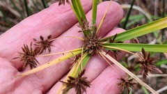 Cyperus vaginatus