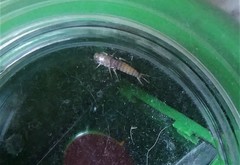 Lepisma