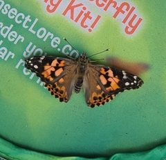Vanessa cardui