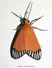 Uranophora walkeri
