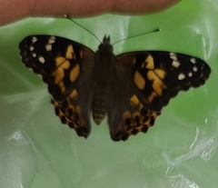 Vanessa cardui