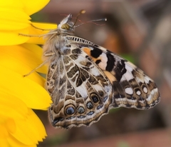 Vanessa cardui