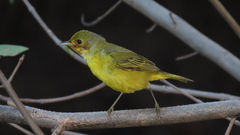 Setophaga petechia xanthotera