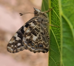 Vanessa cardui