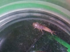 Lepisma