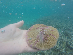Fungia fungites