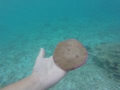 Fungia fungites