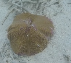 Fungia fungites