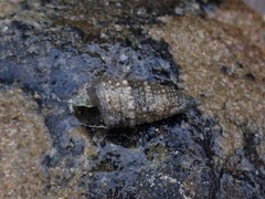 Rhinoclavis sinensis