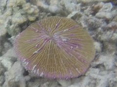 Fungia fungites