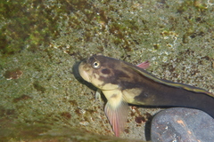 Ophioblennius atlanticus