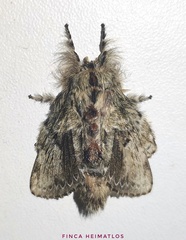 Euglyphis submarginalis