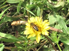 Apis mellifera