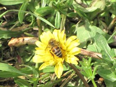 Apis mellifera