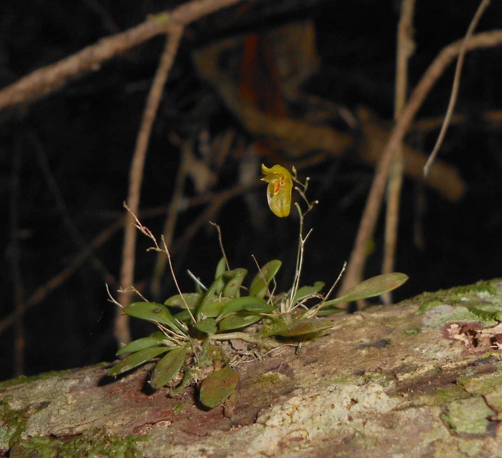 Specklinia grisebachiana