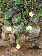 Leucanthemum pallens