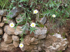 Leucanthemum pallens
