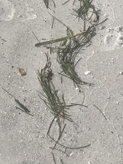 Cymodoceaceae